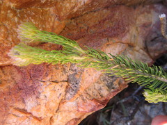 Phylica nigromontana