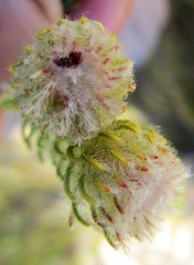 Phylica nigromontana