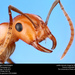 Polyergus montivagus - Photo Insects Unlocked
, sem restrições de direitos de autor conhecidas (domínio público)