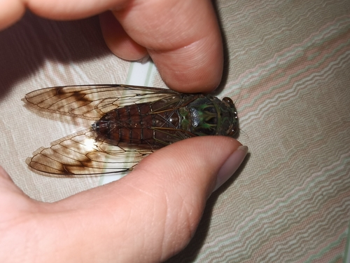 Trombonia brevialata