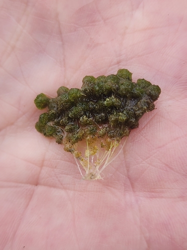Image of Nitella tenuissima by (c) Norma Malinowski, some rights reserved (CC BY)