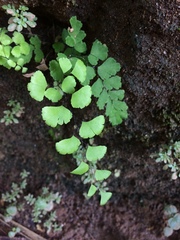 Adiantum deflectens