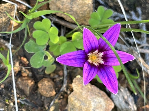 Kamies Froetang (Romulea kamisensis)
