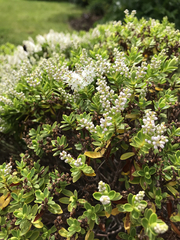 Veronica rakaiensis