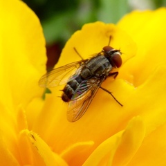 Miltogramminae