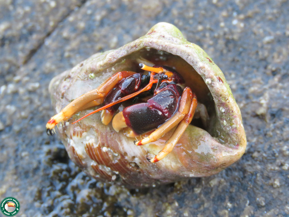 Orangeclaw Hermit