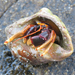 Orangeclaw Hermit Crab - Photo (c) Diogo Luiz, some rights reserved (CC BY-SA), uploaded by Diogo Luiz