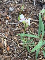 Lathyrus arizonicus