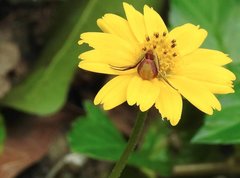 Ebrechtella pseudovatia