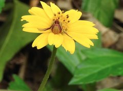 Ebrechtella pseudovatia