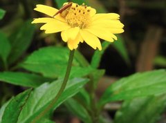 Ebrechtella pseudovatia