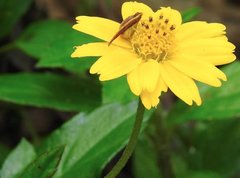 Ebrechtella pseudovatia