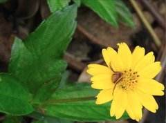 Ebrechtella pseudovatia