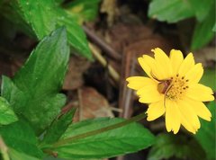 Ebrechtella pseudovatia