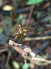 Micrathena fissispina