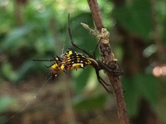 Micrathena fissispina