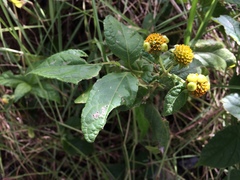 Tilesia baccata