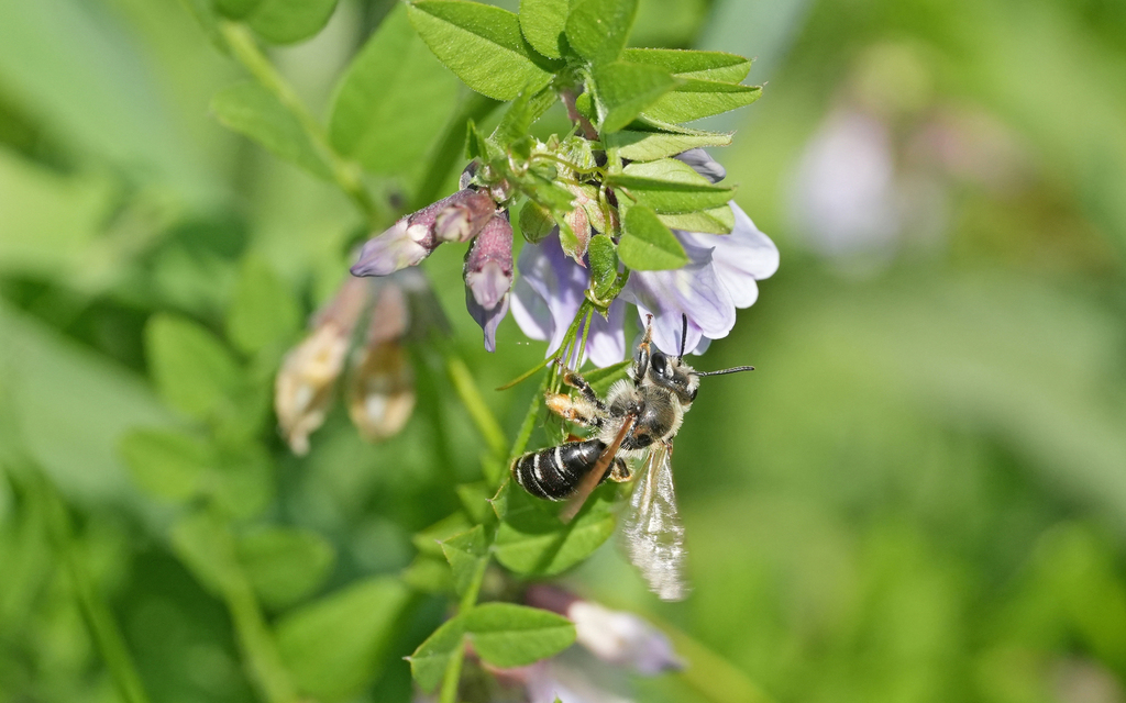 Burbage Mining Bee