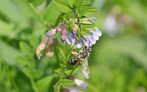 Burbage Mining Bee
