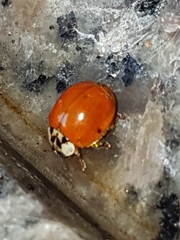 Harmonia axyridis