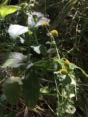 Tilesia baccata