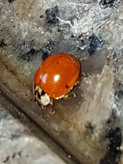 Harmonia axyridis