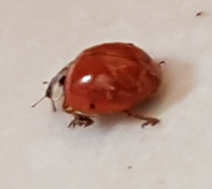 Harmonia axyridis