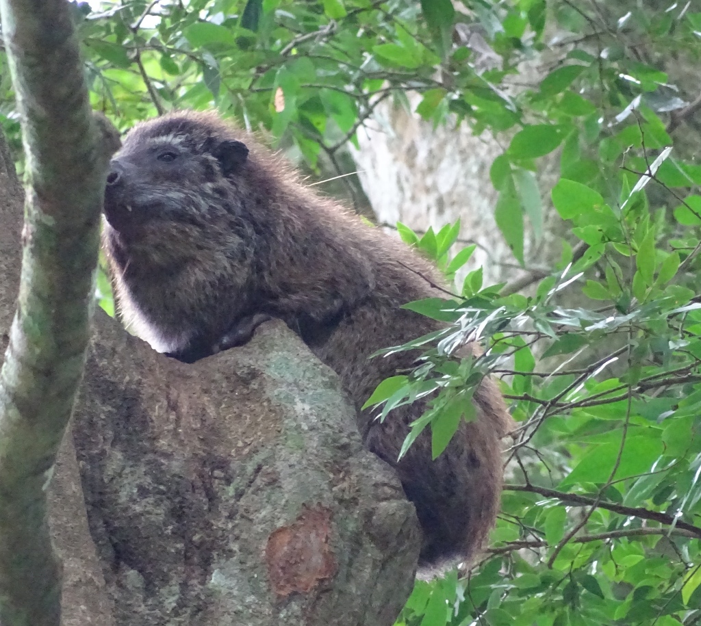 Western Tree Hyrax