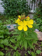 Angiospermae