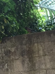 Acridotheres tristis