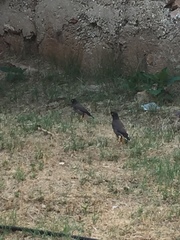 Acridotheres tristis