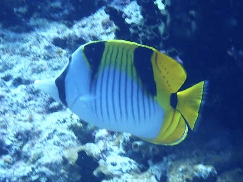 Blackwedged butterflyfish (Chaetodon falcula) — Chaetodontidae — 2