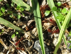 Dorylus helvolus