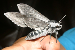 Sphinx perelegans