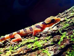 Cyrtodactylus pulchellus