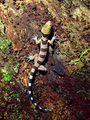 Cyrtodactylus pulchellus