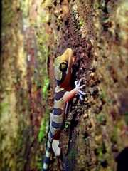 Cyrtodactylus pulchellus