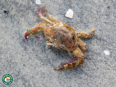 Thalamitinae