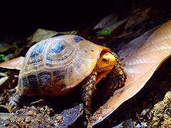 Indotestudo elongata