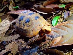 Indotestudo elongata