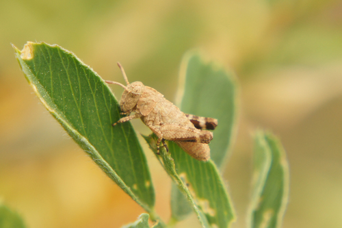 Blue-winged Grasshopper, photo 6 of 7