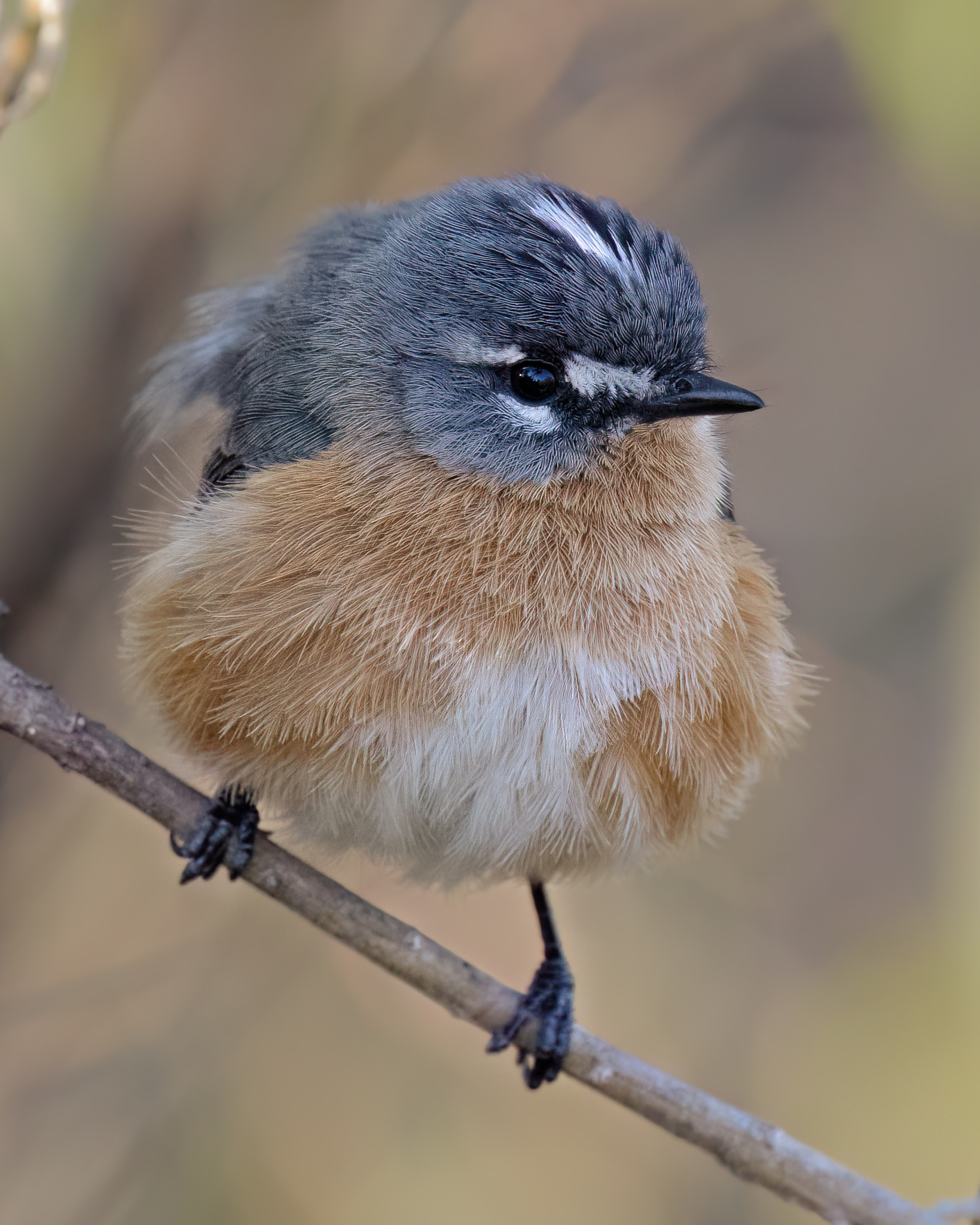 Grey-backed Tachuri (Polystictus superciliaris), photo 4