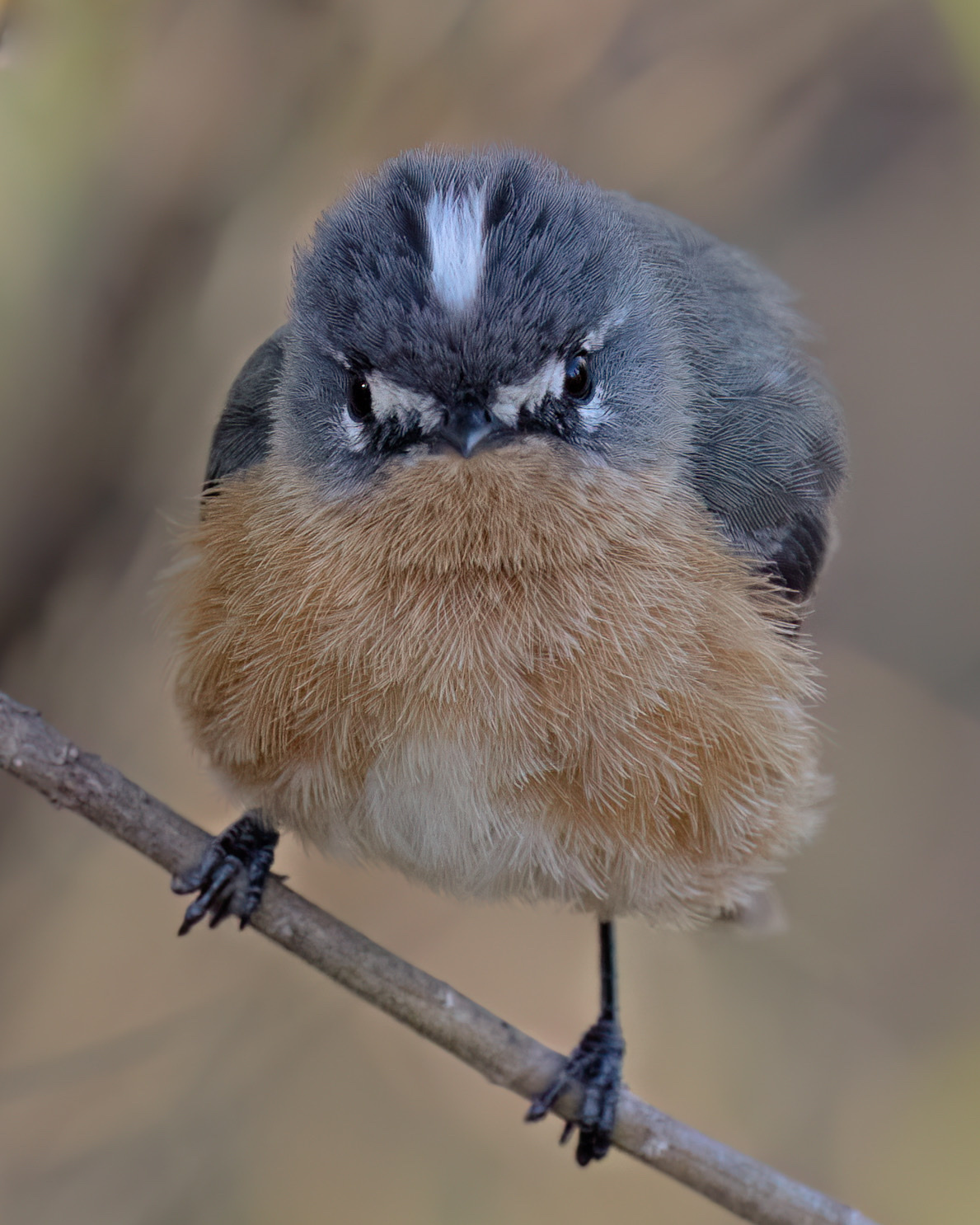 Grey-backed Tachuri (Polystictus superciliaris), photo 5