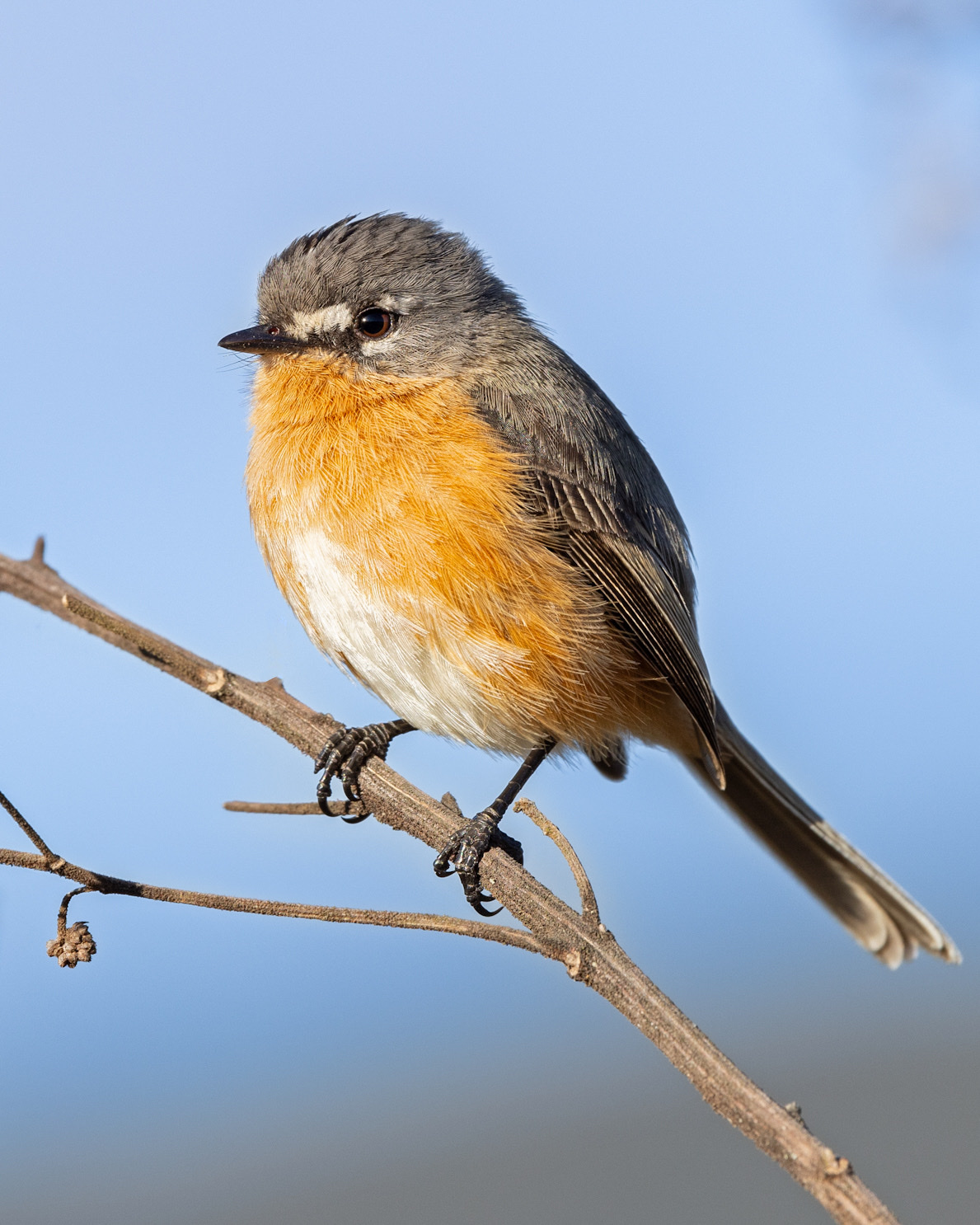 Grey-backed Tachuri (Polystictus superciliaris), photo 6