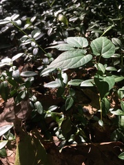 Endodeca serpentaria