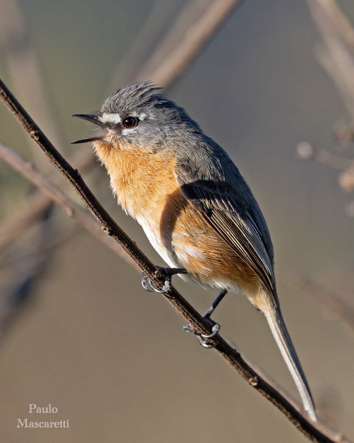 Grey-backed Tachuri (Polystictus superciliaris), photo 7