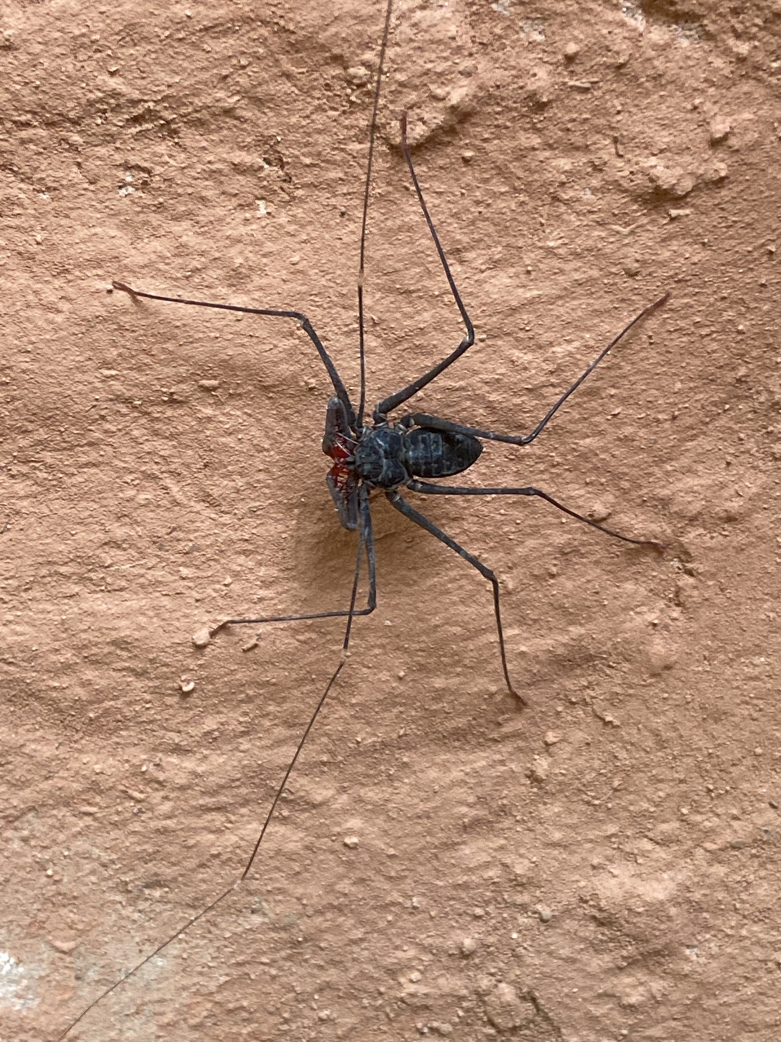 Heterophrynus batesii (Butler, 1873)