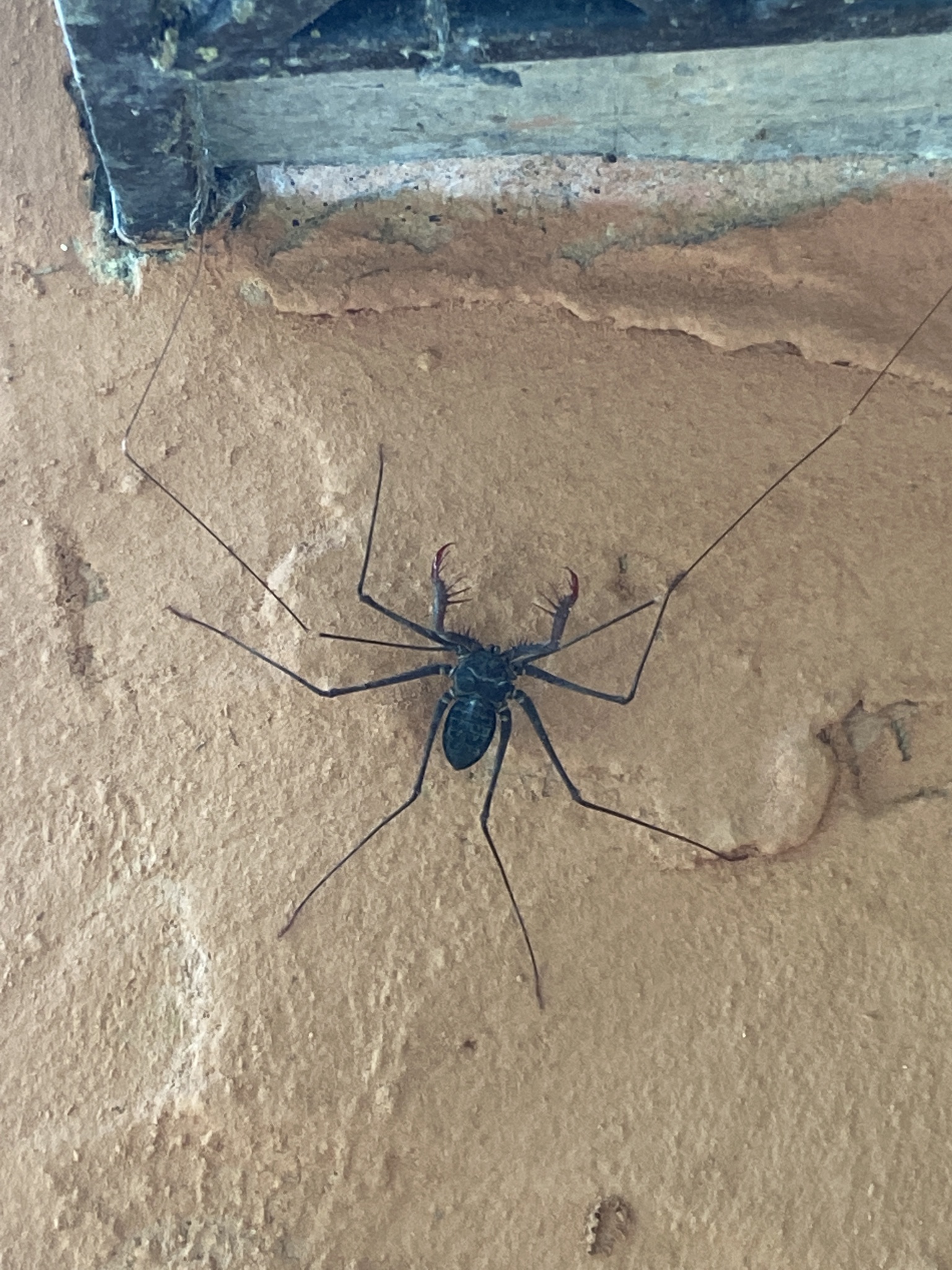 Heterophrynus batesii (Butler, 1873)