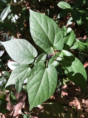 Endodeca serpentaria