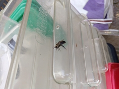 Bombus impatiens image